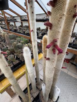 Preview: Cleistocactus strausii